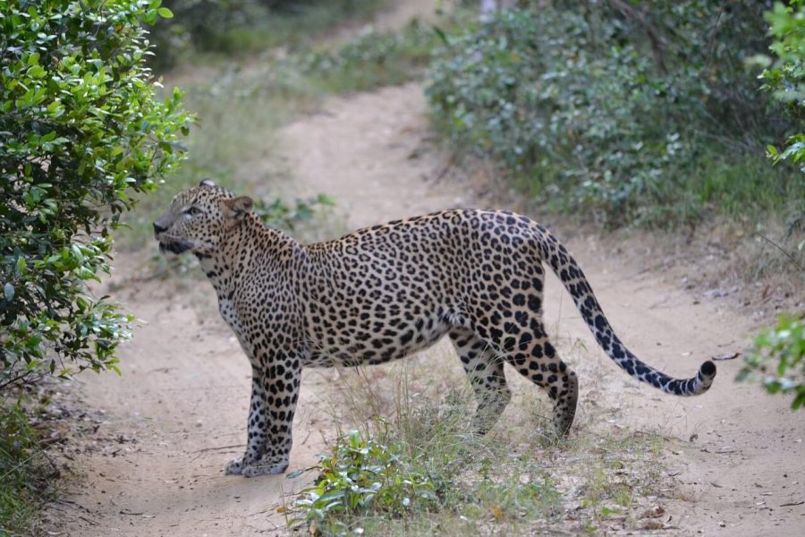 leopard, sri lanka, wildlife-4752127.jpg
